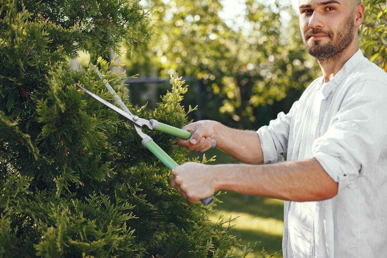 The Steps Involved in Our Tree Care Process in Forsyth, MO